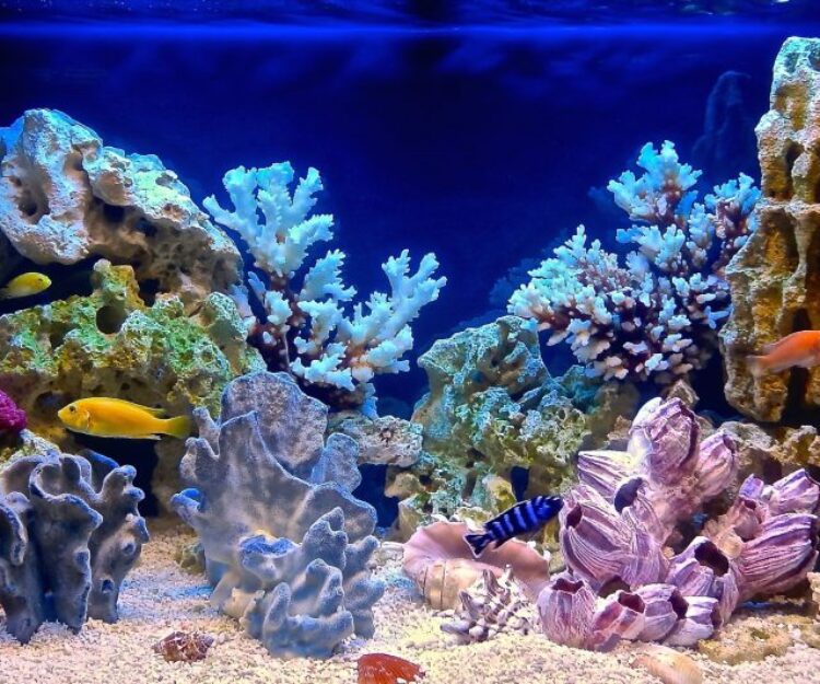 will marine aquarium 3 screensaver work in 4k
