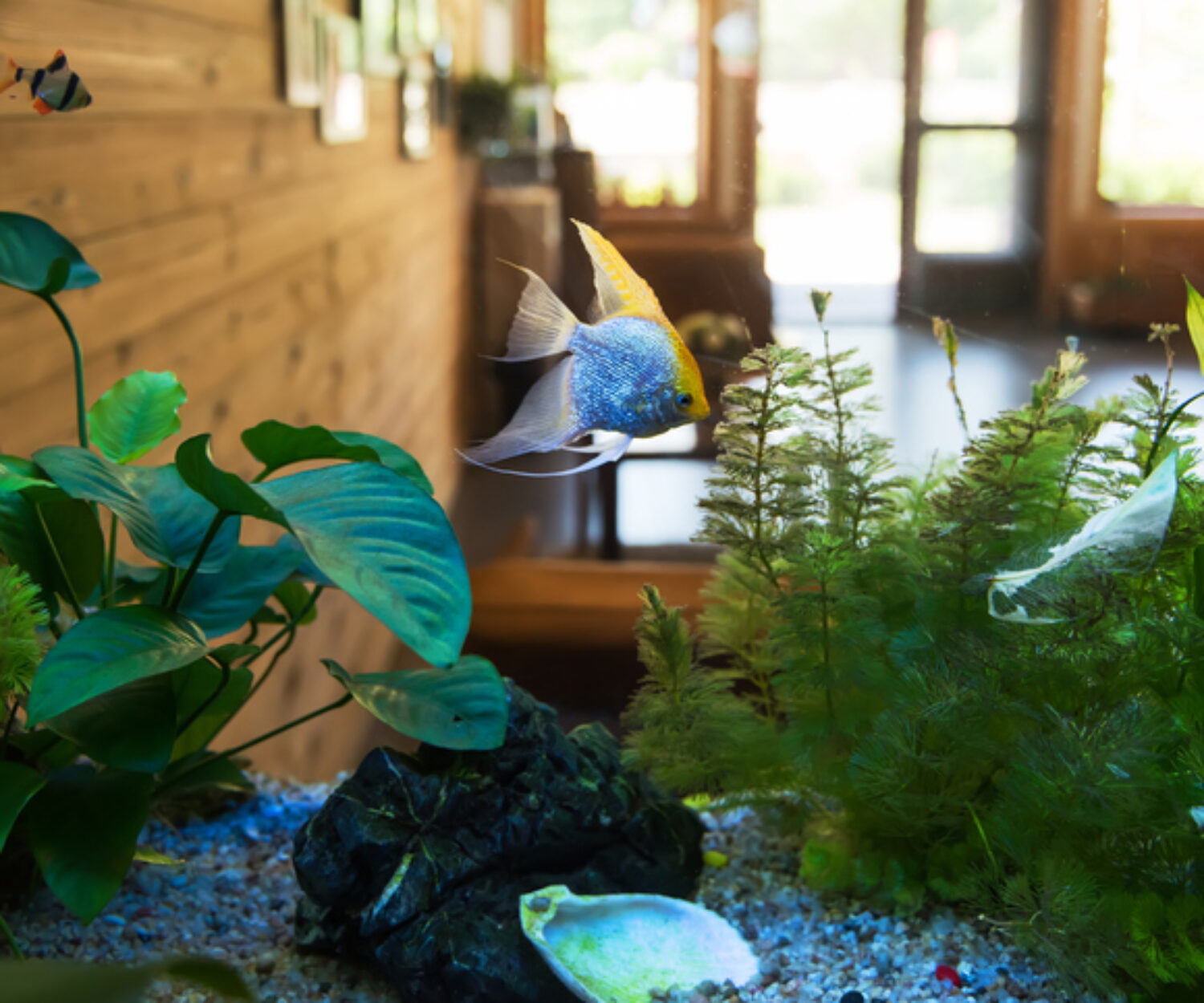 Beijing Ao Lunda tribe in the villa of tropical fish
