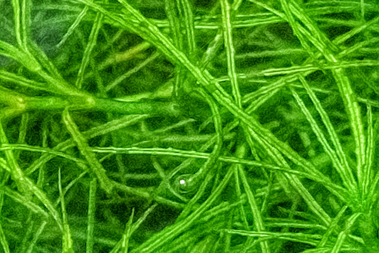 Nitrate Reduction: MarinePure® Bio-Filter Media versus Chaeto Algae ...