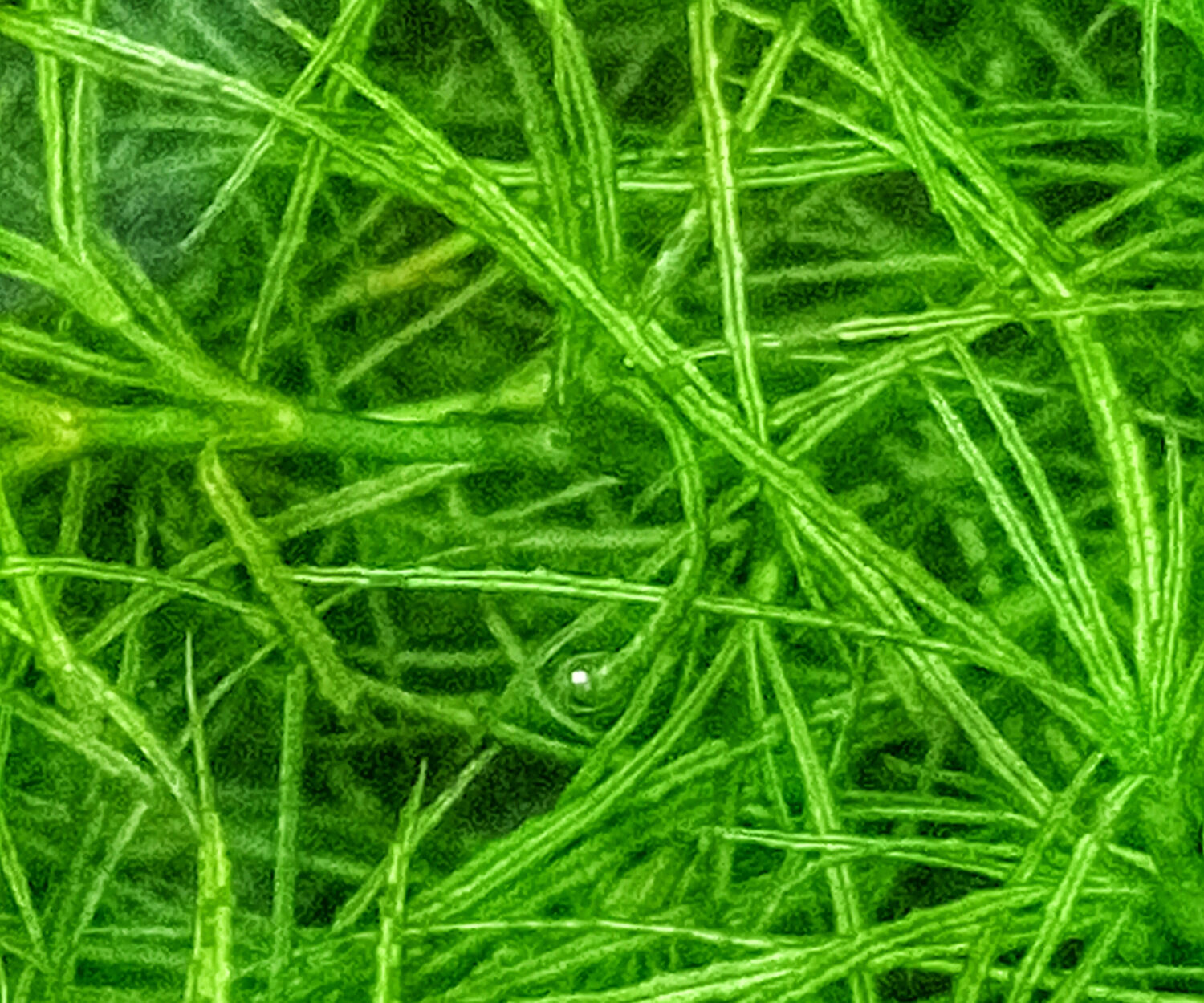 Green Chaetomorpha Macro algae