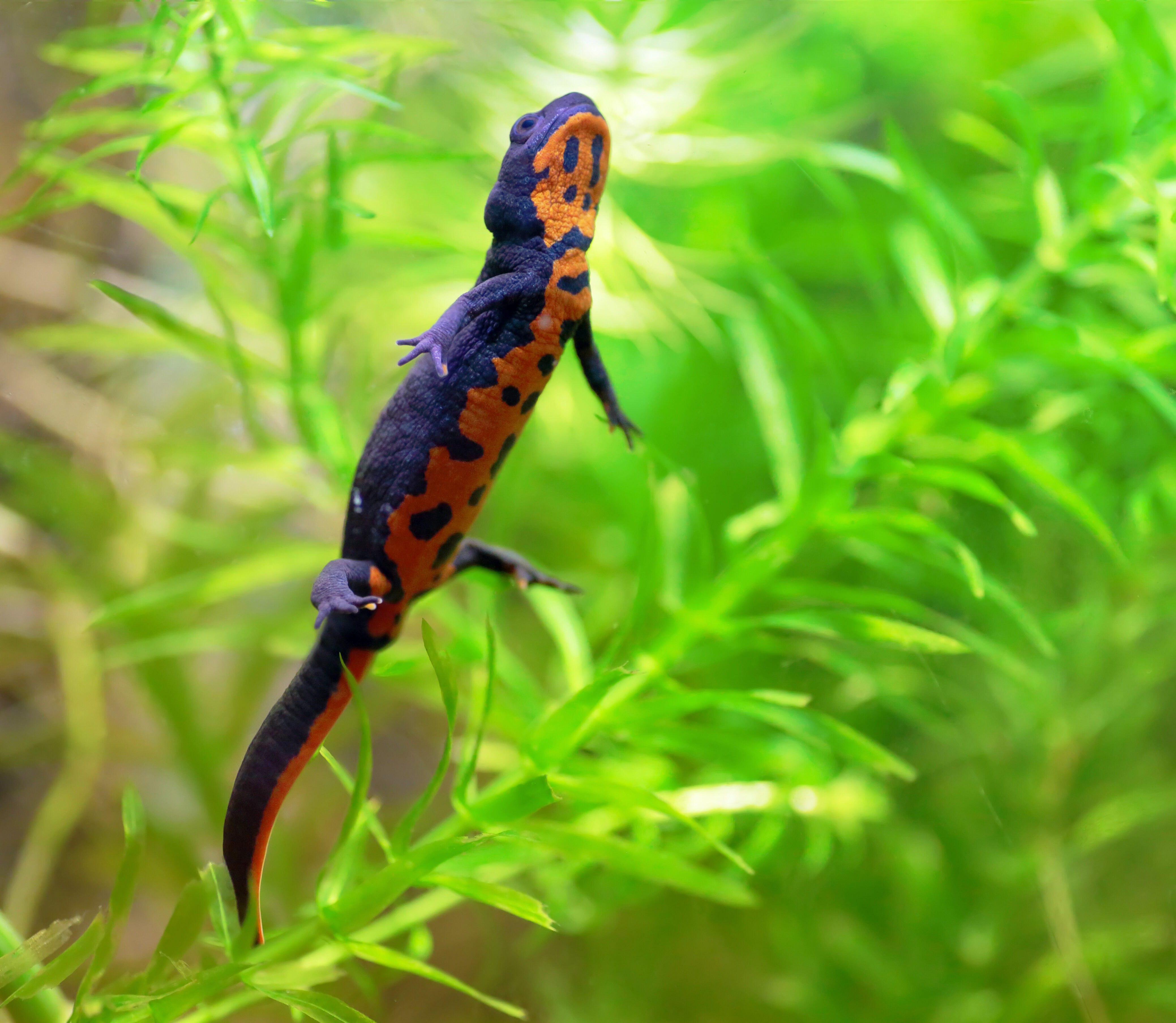 Water Quality for Amphibians and Reptiles - CerMedia Porous