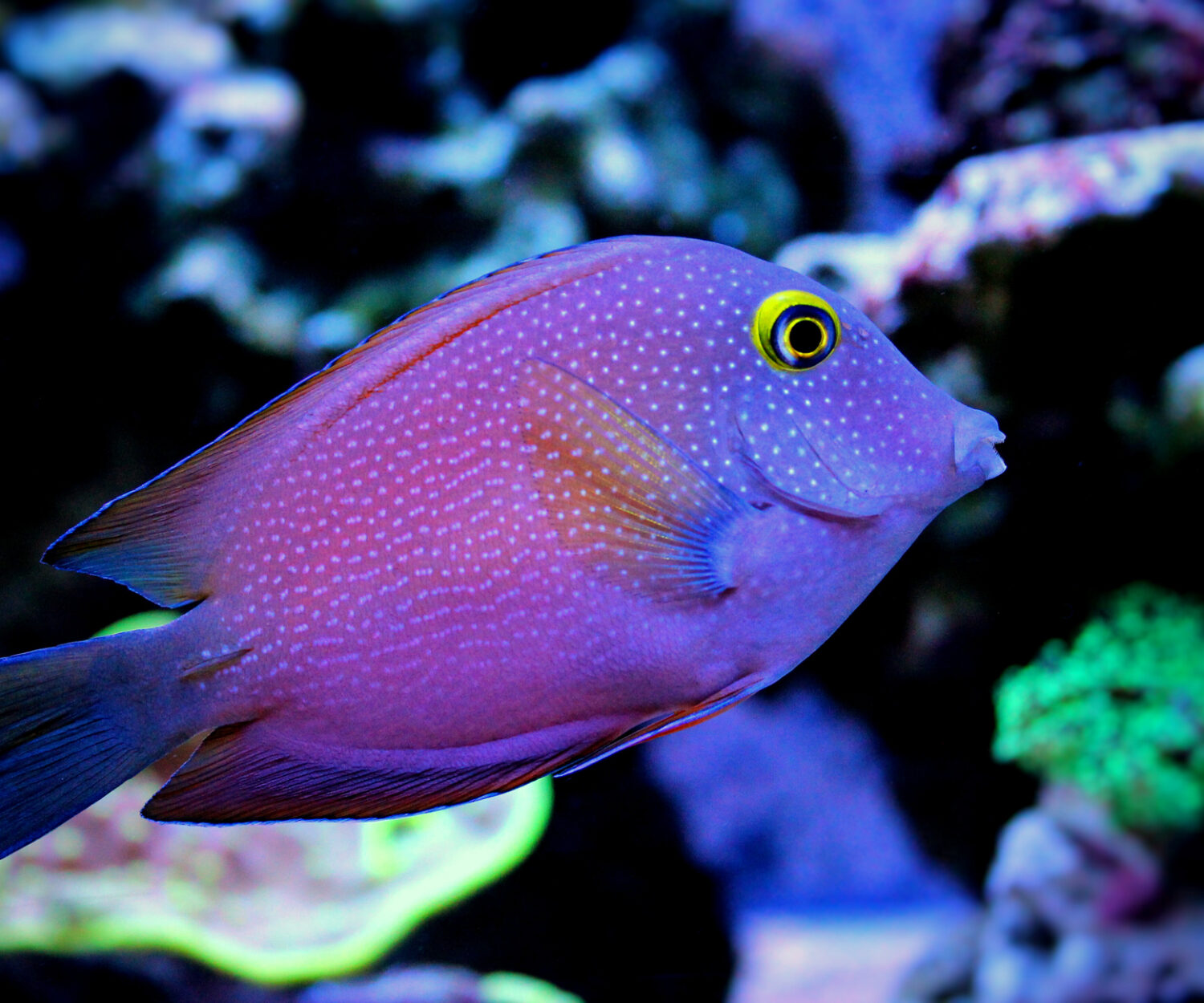 Kole surgeon fish in marine tank